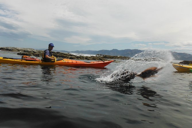 Wildlife Sea Kayaking Tour - Kaikoura - What the $99.29 price buys you