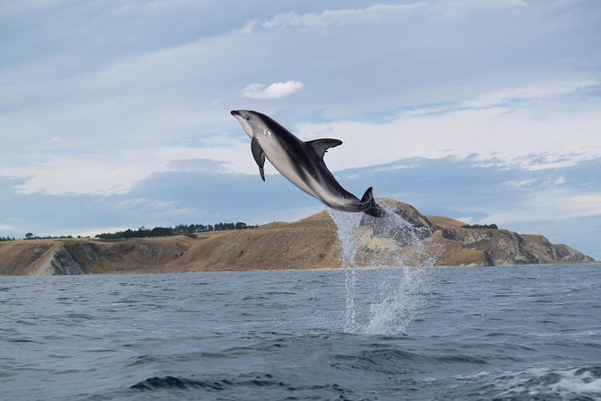 Wildlife Sea Kayaking Tour - Kaikoura - Who will enjoy this Kaikoura kayak trip