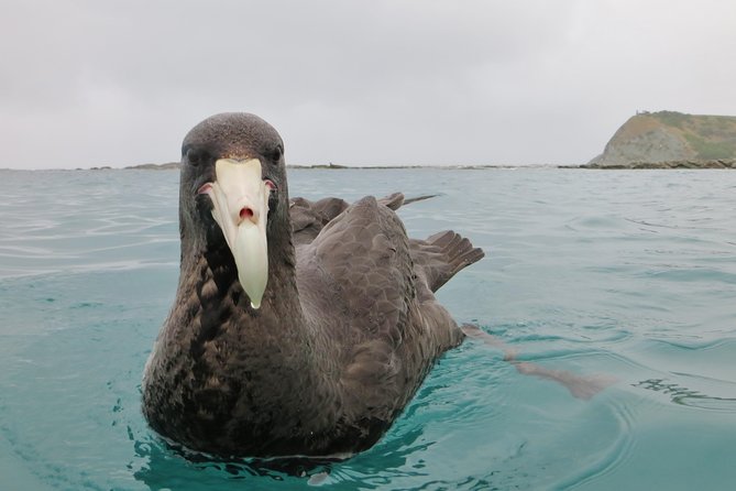 Wildlife Sea Kayaking Tour - Kaikoura - My call: book it for the kayaking, not just the dolphins