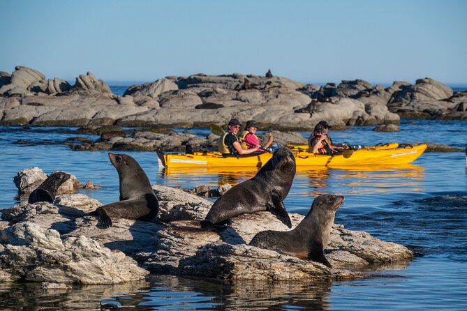 Wildlife Sea Kayaking Tour - Kaikoura - Dolphins, penguins, and the honest wildlife odds