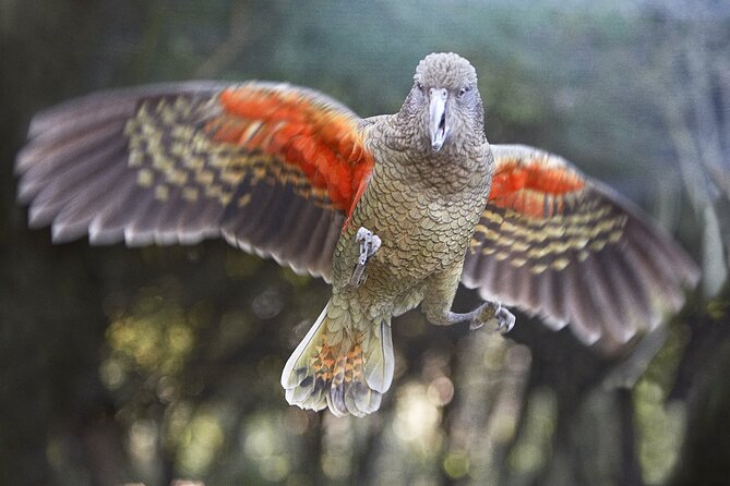Willowbank Wildlife Reserve Day Entry - A self-guided walk through New Zealand wildlife