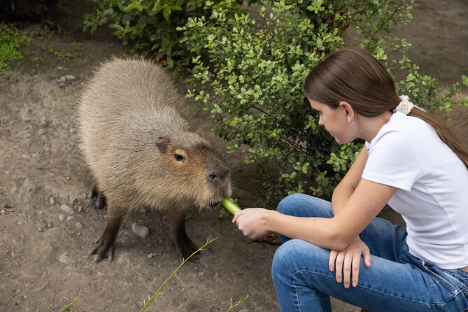 Willowbank Wildlife Reserve Day Entry - Monkeys, lemurs, capybara, and wallabies