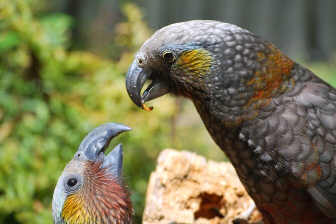 Willowbank Wildlife Reserve Day Entry - Planning a visit from Christchurch Airport or the port