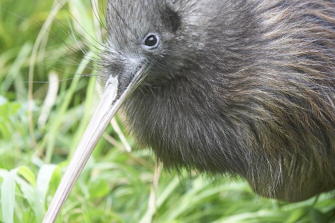 Willowbank Wildlife Reserve Day Entry - Is the $22.65 admission good value?