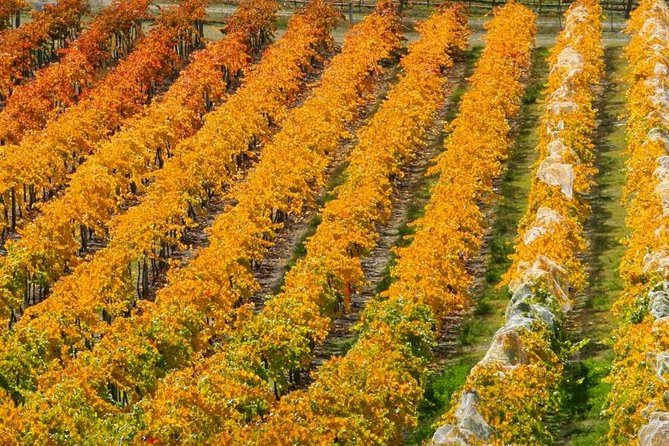 Wine Tour with Wine Tasting from Wanaka - What the first winery visits add