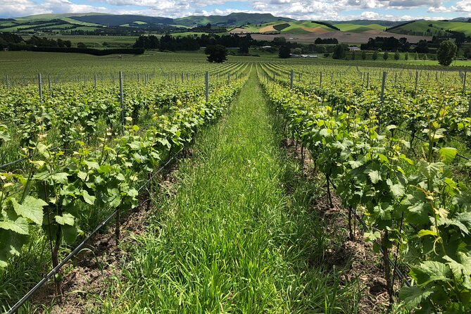 Wine trail and Christchurch City - Luxury, Small Group Tour - The guide makes the difference
