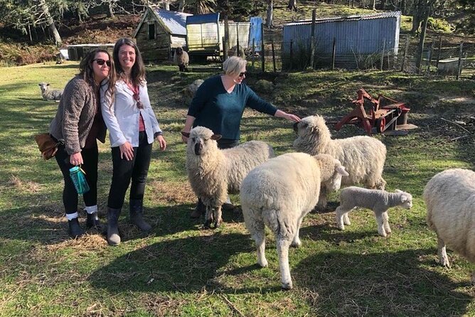Wool Sheep Farm Experience with Handmade Wool Hat in New Zealand - A one-hour farm visit with a real wool payoff