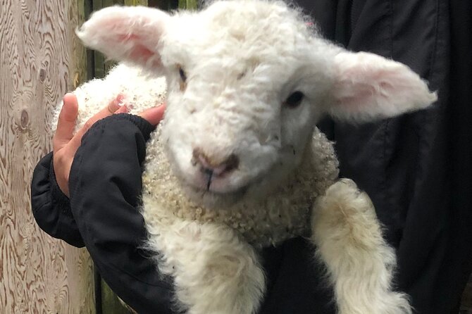 Wool Sheep Farm Experience with Handmade Wool Hat in New Zealand - Why the small group limit matters