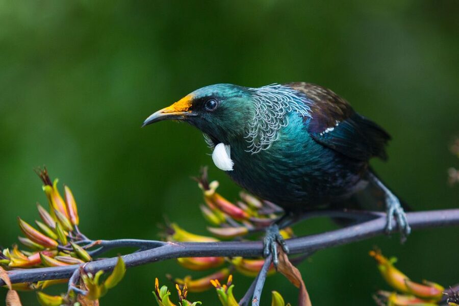 Zealandia by Day Tour - Is $41 good value for two hours?