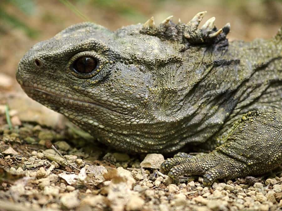 Zealandia by Day Tour - What the guide adds to the two-hour route