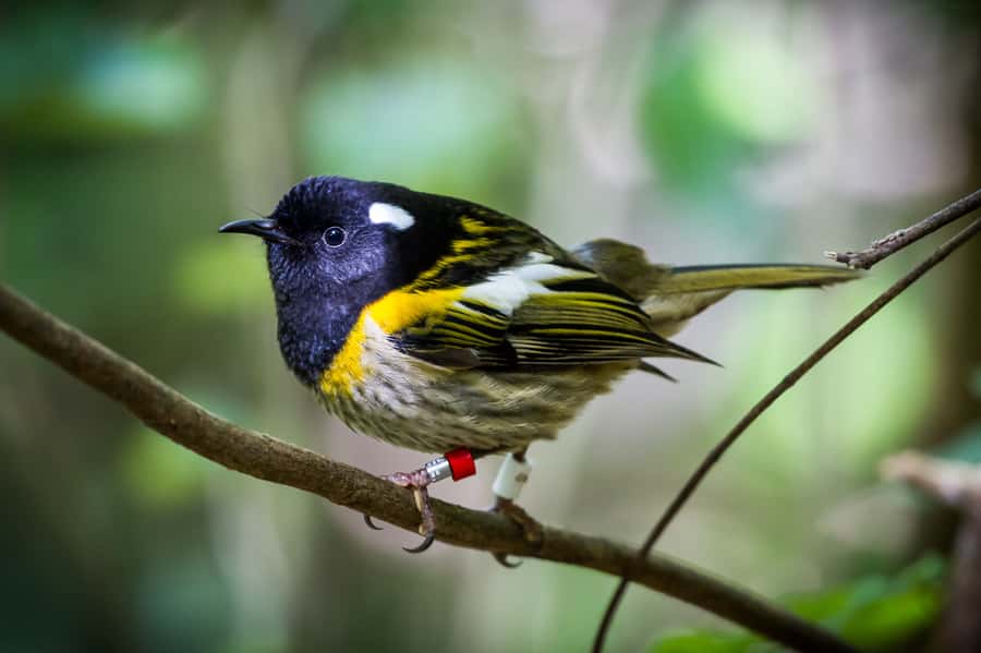 Zealandia by Day Tour - Weather, walking, and comfort