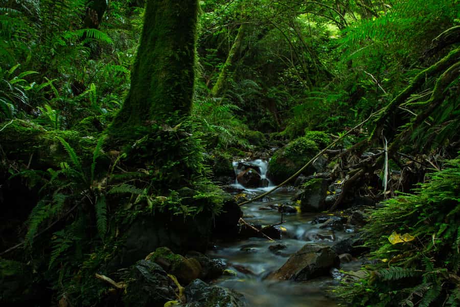 Zealandia by Day Tour - Getting there and planning the rest of your visit