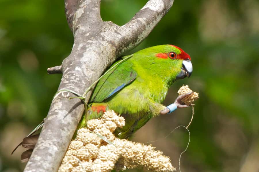 Zealandia by Day Tour - Starting at the visitor center and exhibition